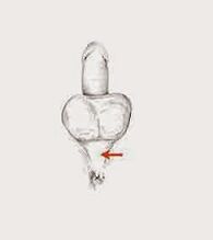 mišice za moč in njihovo napetost za povečanje moči